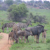 Pictures from Beauty Tanzania safari holiday destinations