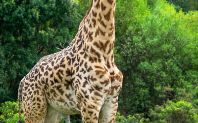 Leisure safari and adventure Kilimanjaro treks